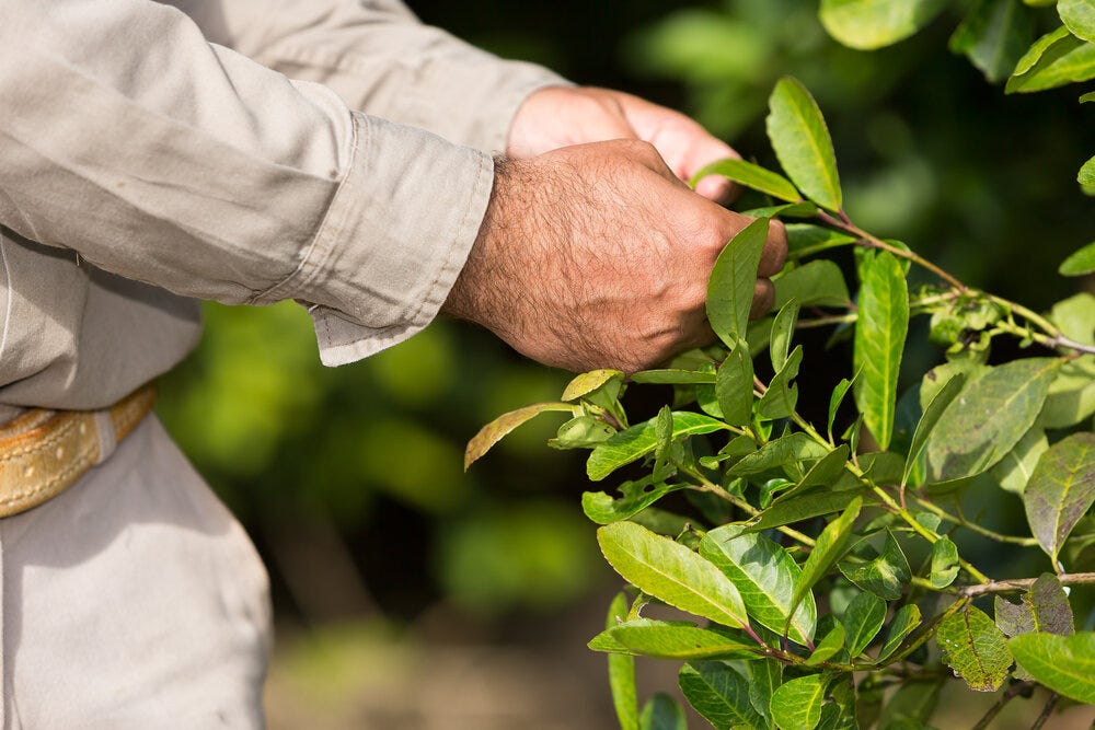 yerba-mate-harvesting.jpg