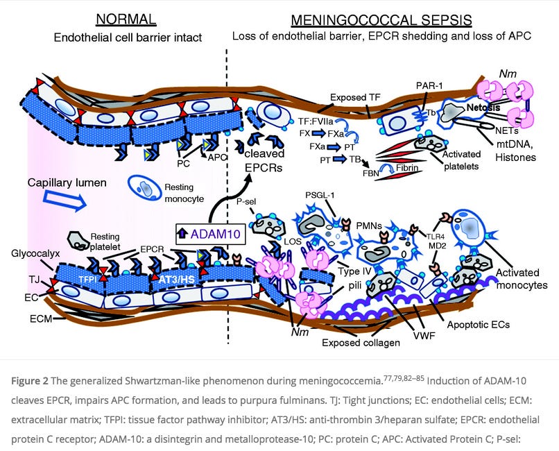 "Two-Hit" Shwartzman Anaphylaxis after mRNA jabs explained