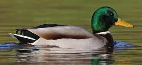 Mallard Identification, All About Birds, Cornell Lab of Ornithology Mallard Identification, All About Birds, Cornell Lab of Ornithology