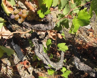 90-year-old vine at Quinta do Vallado