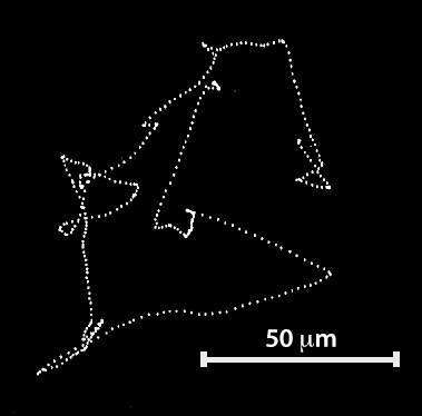 a projection of the track of wildtype <em>E.coli</em> a projection of the track of wildtype <em>E.coli</em>