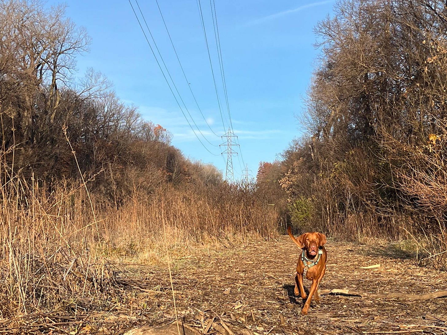 Lief, the one-eyed Visl, goes on a beautiful scenic walk. 