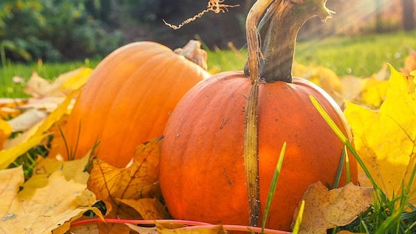 pumpkin-patch
