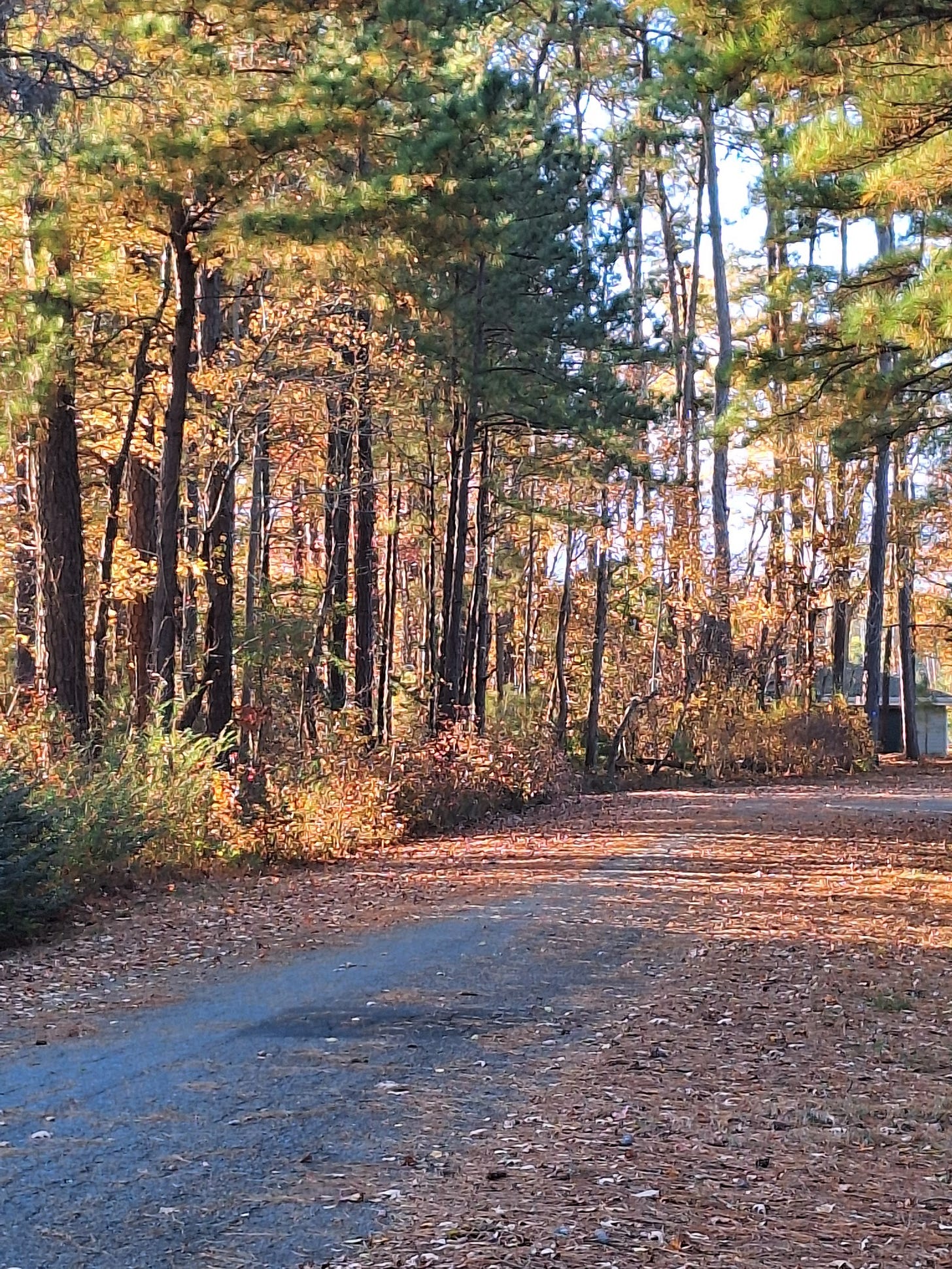A quiet dirt road curving through a wooded area, with autumn leaves scattered along the path and soft light filtering through the trees. A quiet dirt road curving through a wooded area, with autumn leaves scattered along the path and soft light filtering through the trees.