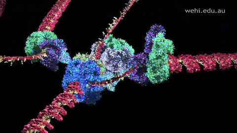 Ribosomes GIFs - Get the best GIF on GIPHY Ribosomes GIFs - Get the best GIF on GIPHY
