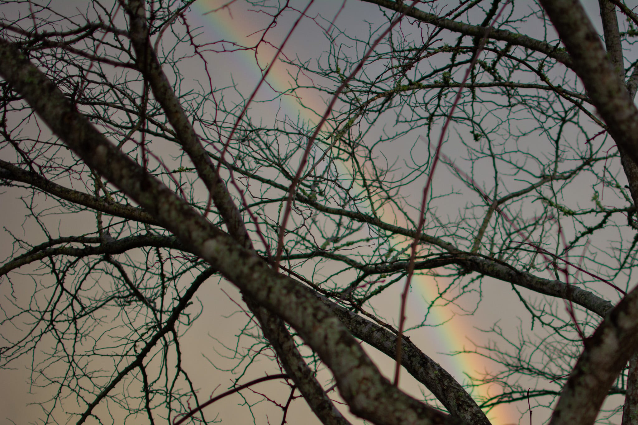 Rainbow in the Tree © Kathryn LeRoy:  A close-up of bare branches silhouetted against a soft gray sky, with a faint rainbow arcing in the background.