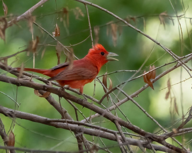 20250710-SantaGertrudis-130-Edit.jpg 20250710-SantaGertrudis-130-Edit.jpg