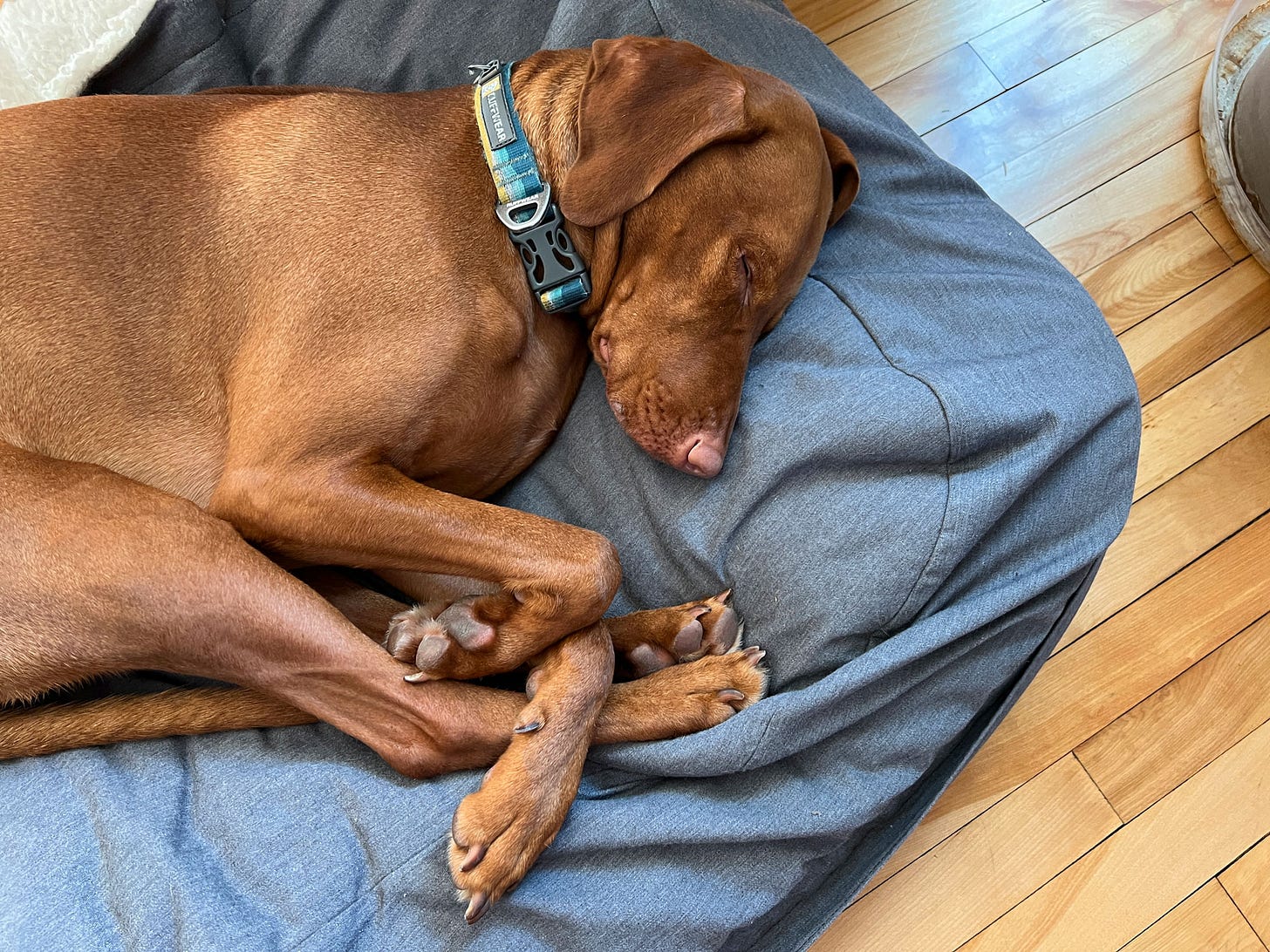 Lief, the one-eyed Visla, sleeps on his doggy bed as he dreams of a peaceful future. 