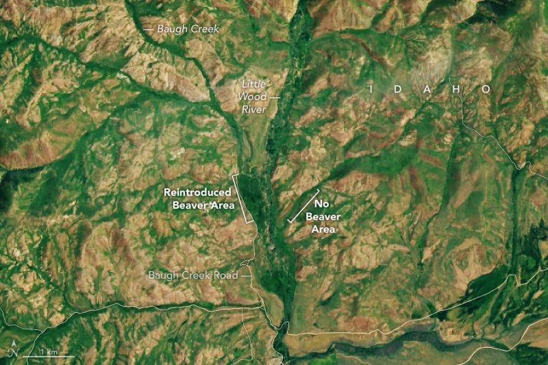A green and brown landscape from above with labels pointing out thicker green areas by beaver dams. A green and brown landscape from above with labels pointing out thicker green areas by beaver dams.