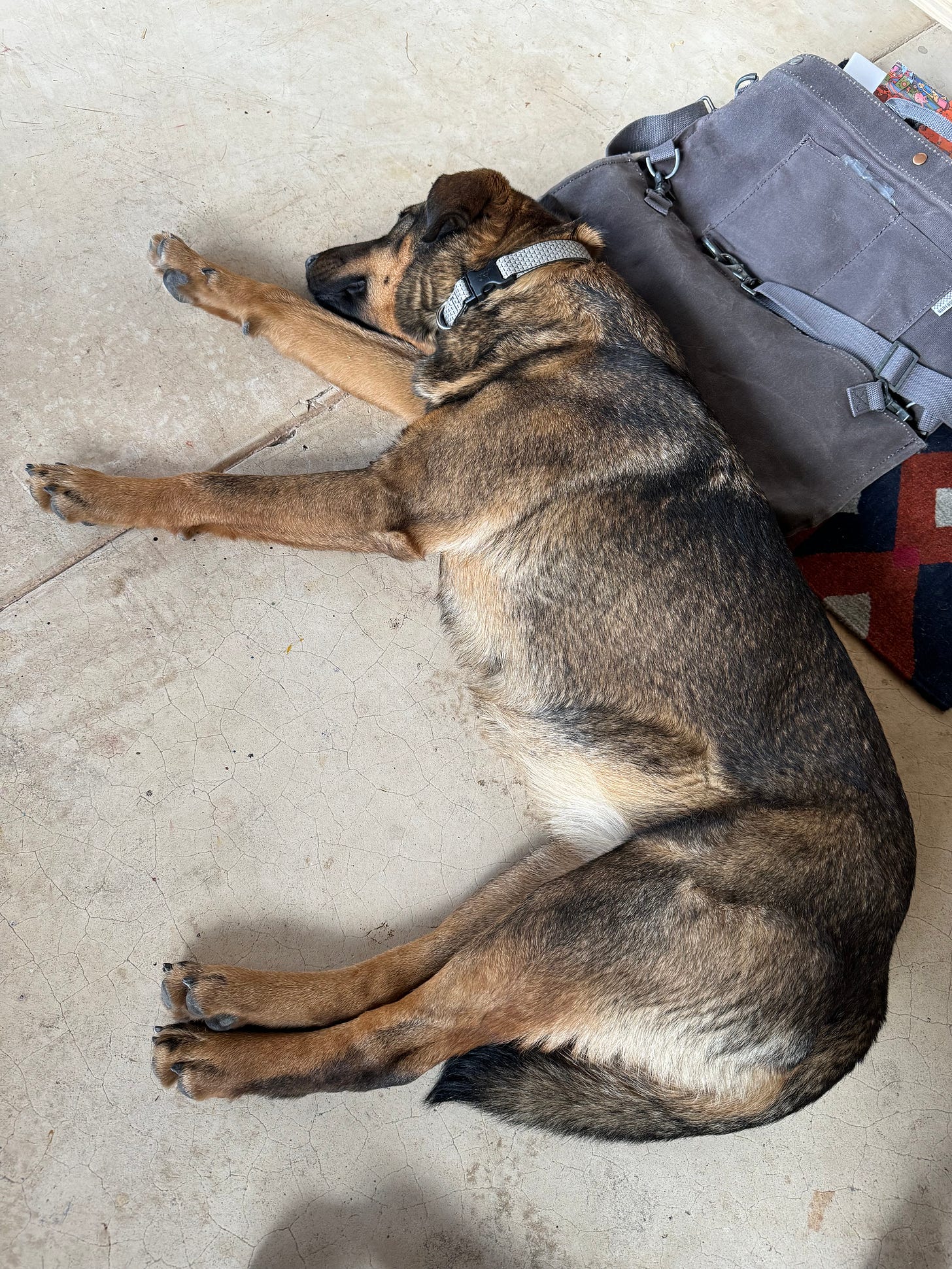 Tigre lying on the ground.