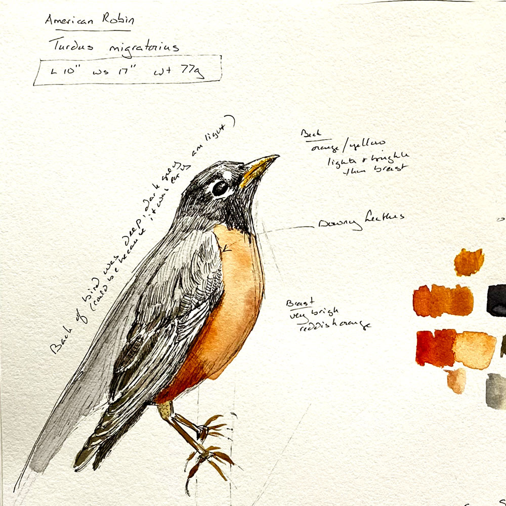 American Robin sketch in pen and watercolor bird nature journal American Robin sketch in pen and watercolor bird nature journal