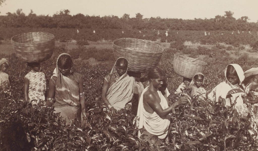  Colonial Entanglements of Labour. Source: Brown History.