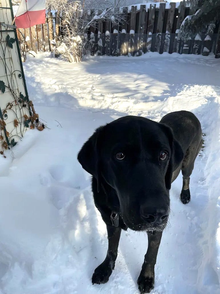 A black lab, standing in the snow