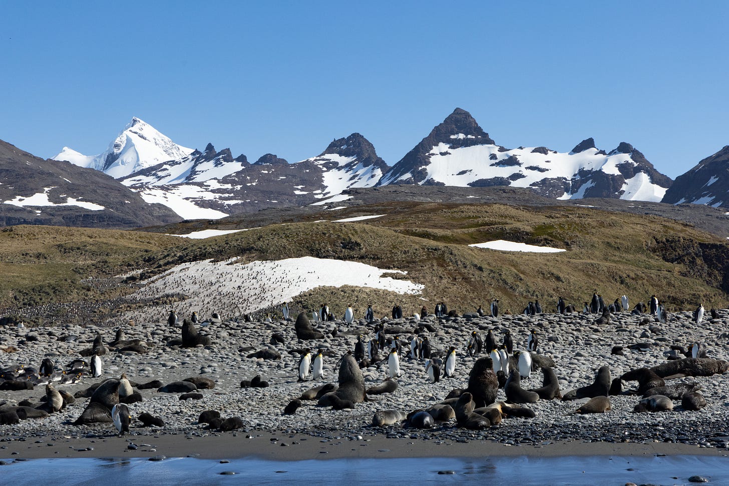 a low cobblestone beach blanketed in fur seals and penguins. behind them are grassy slopes, and behind them, jagged, glaciated peaks. there is a glacier on the left mossy hill, which is covered with penguins.