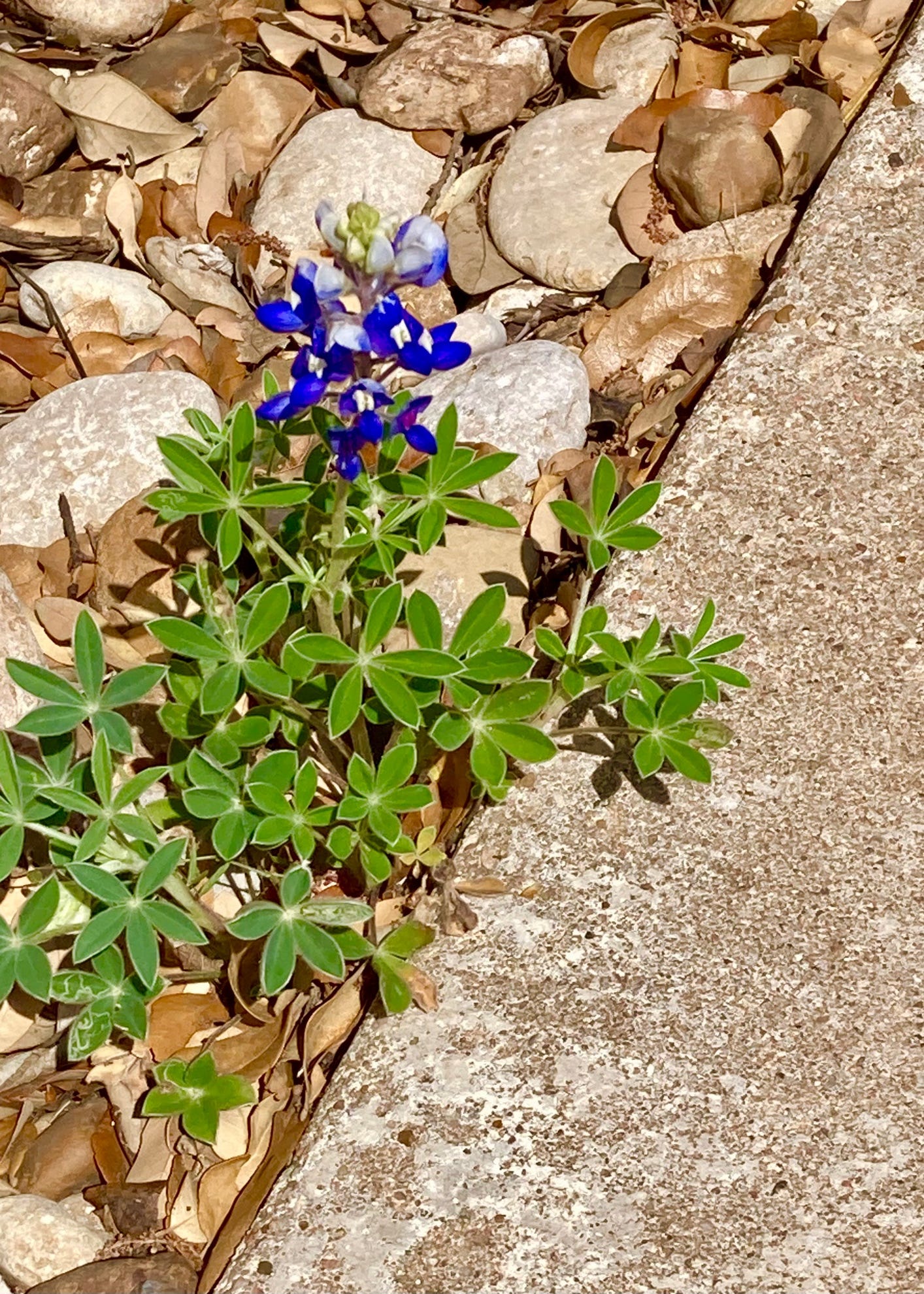 A plant growing through a rock

AI-generated content may be incorrect.
