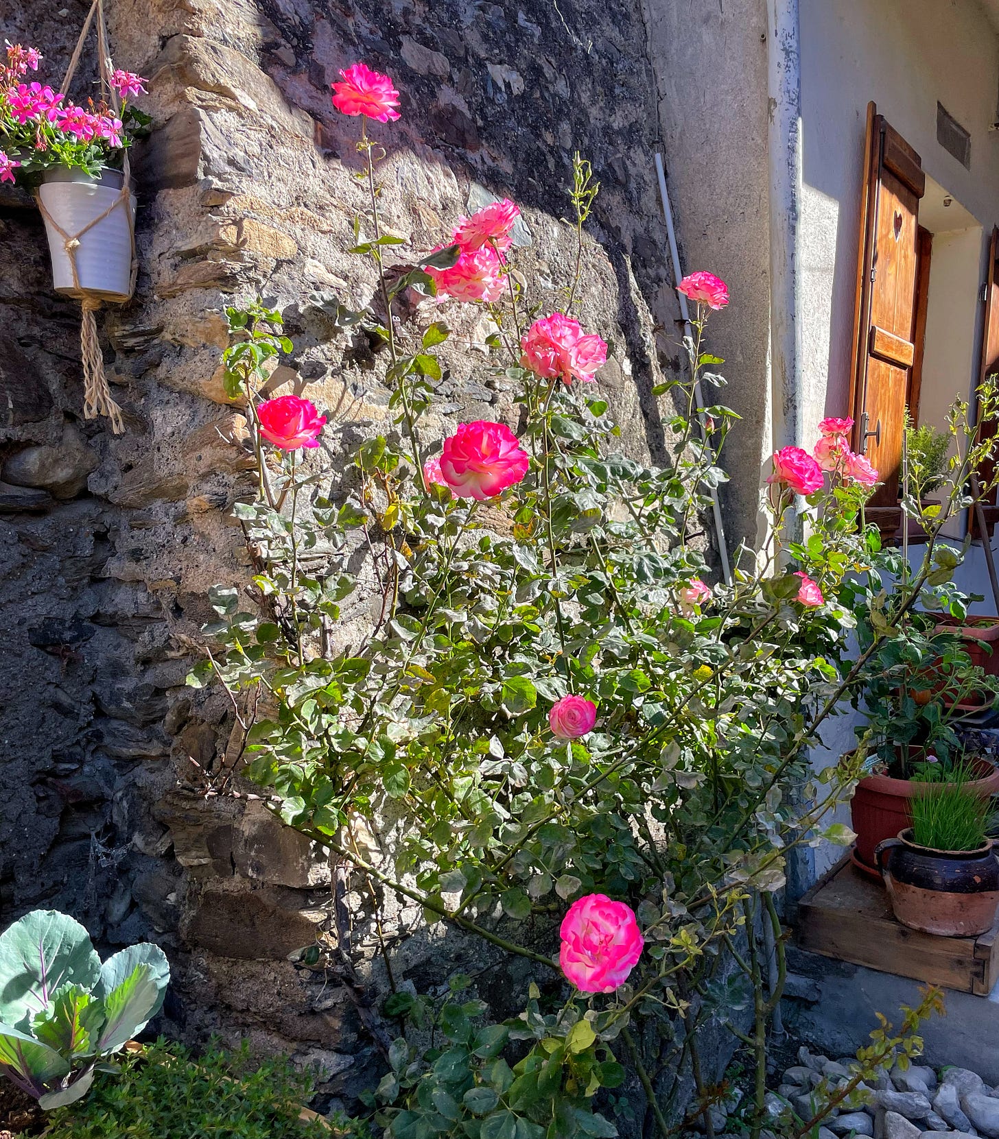 An image of a climbing rose plant, with lots of bright pink roses blooming in the garden. There is the wall of an Italian farmhouse visible in the background.