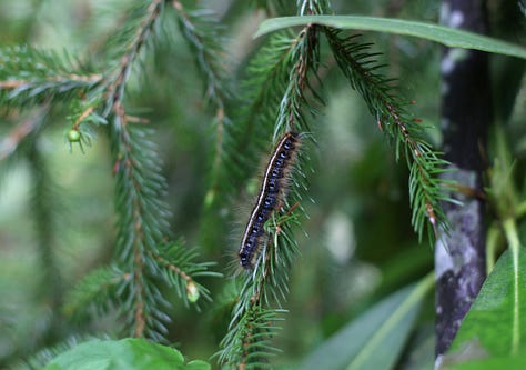 Three photos depicting a salamander, a caterpillar, and the hilltop view of Kumbrabow State Forest.