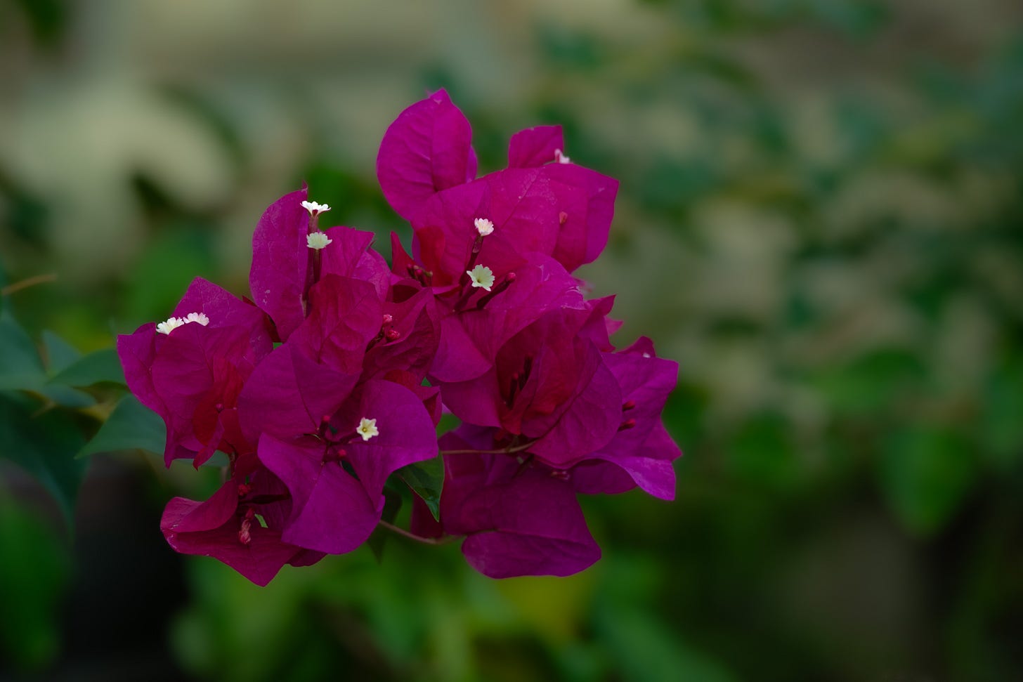 Crimson bougainvillea with a green blurred background