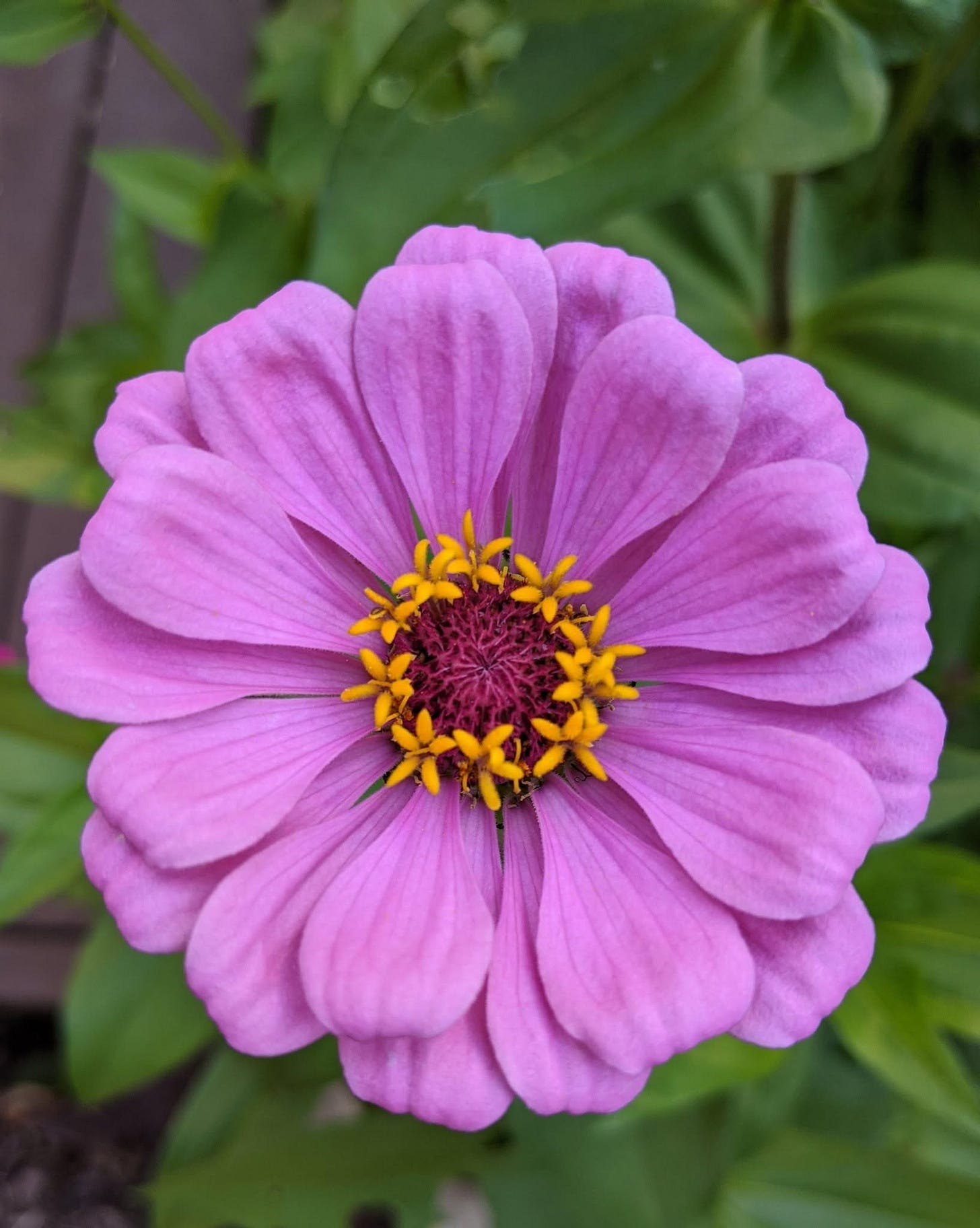 May be an image of flower