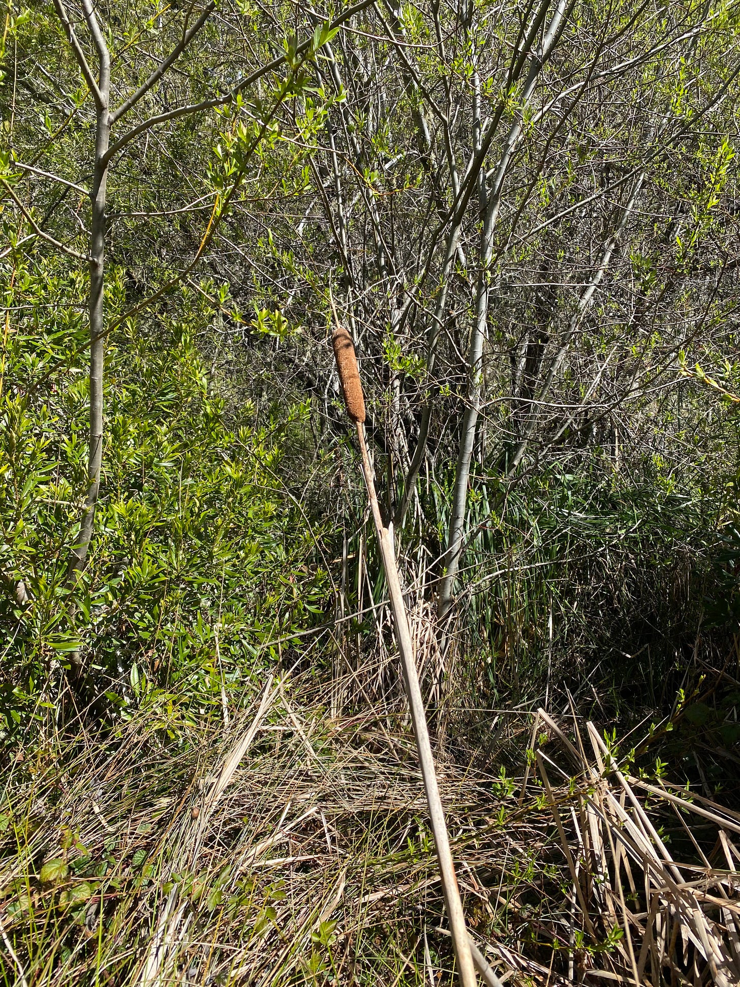 A cattail head among small, bushy trees