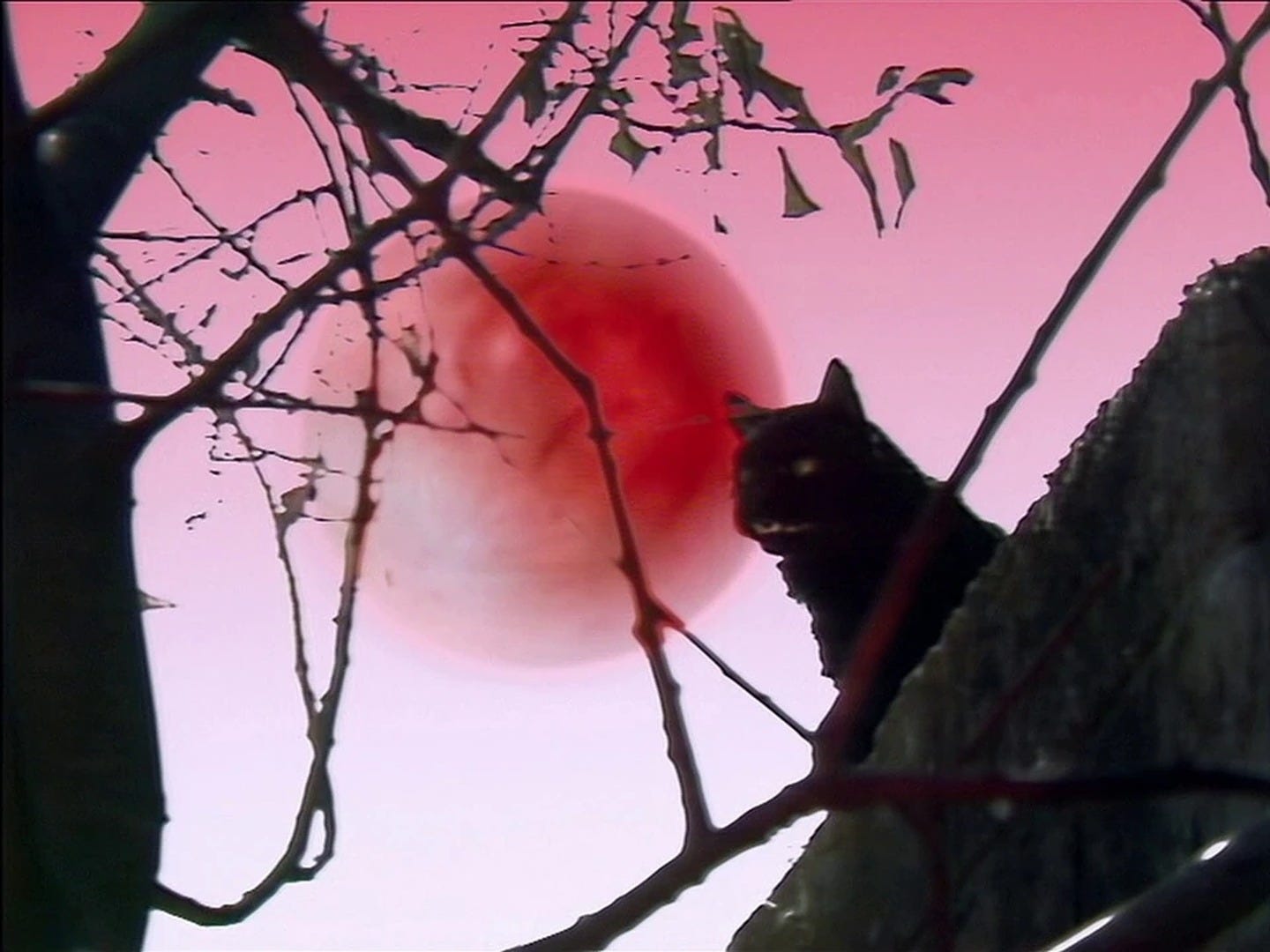 A kitling in a tree under the red moon of the Cheetah Planet A kitling in a tree under the red moon of the Cheetah Planet