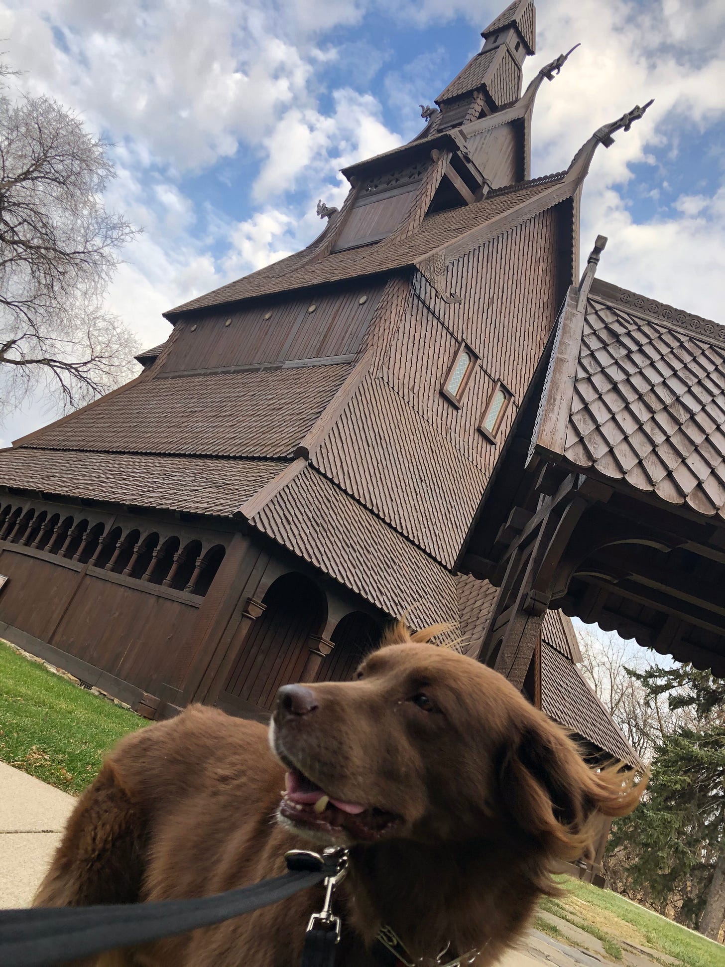 A handsome brown dog on a leash stands smiling in front of a brown Norwegian-style church under a blue sky with clouds