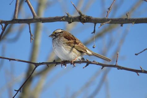 Black-capped Chickadee, White-throated Sparrow, Yellow-bellied Sapsucker