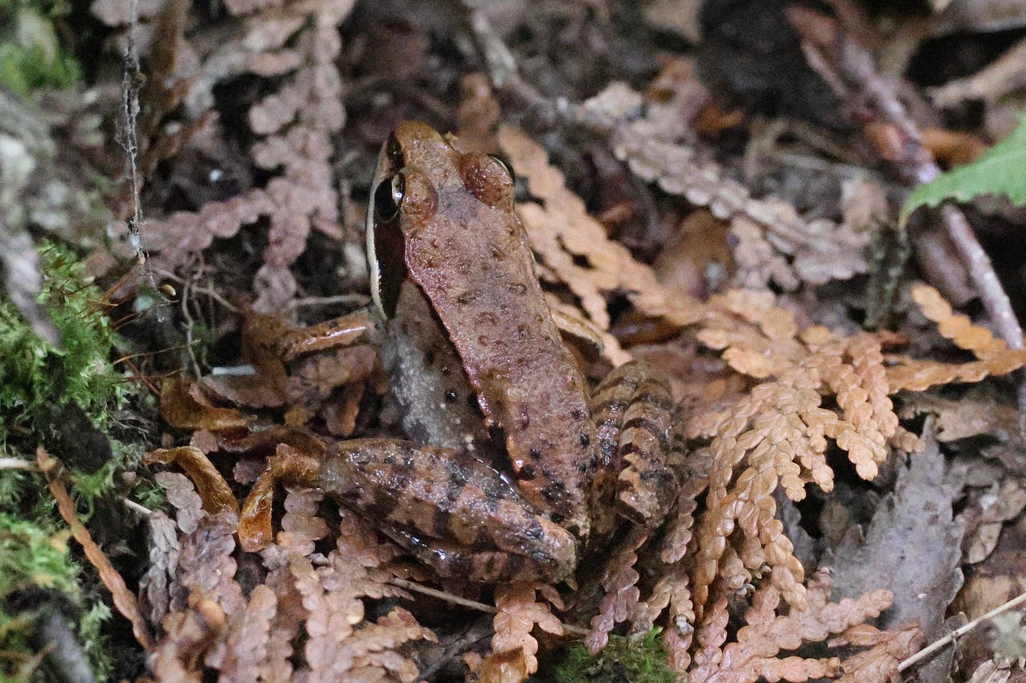 a small brown frog sitting in a whitecedar leaflitter. a small brown frog sitting in a whitecedar leaflitter.