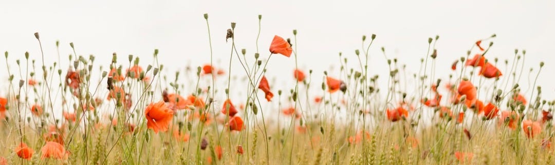orange flowers