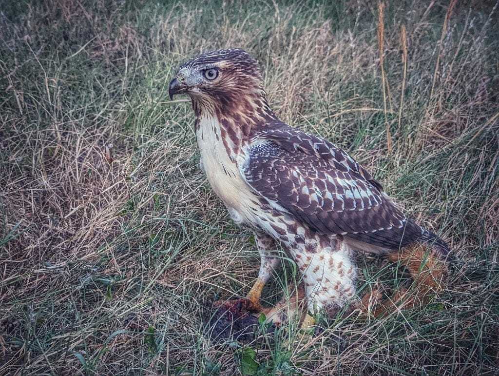 Red Tailed Hawk