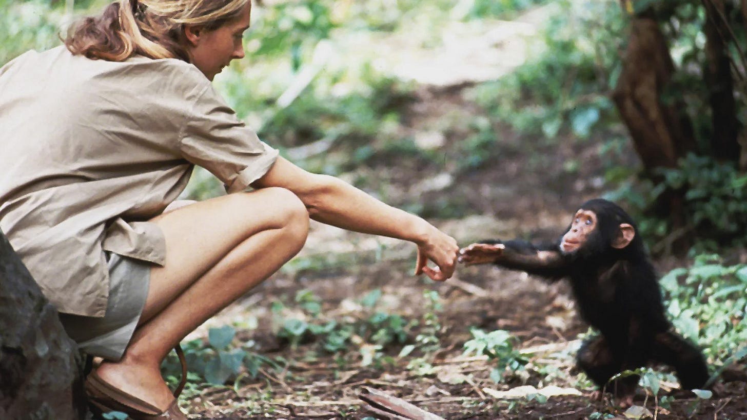 Jane Goodall with infant chimpanzee Flint in Tanzania, 1964.