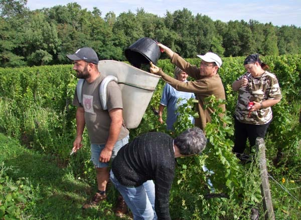 1CRB_harvest_sauvignon_laurent_grape_carrier