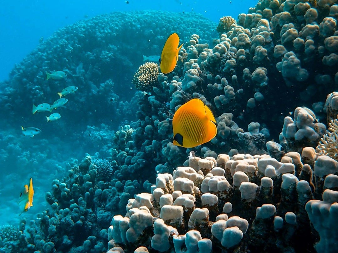 yellow fish over corals yellow fish over corals