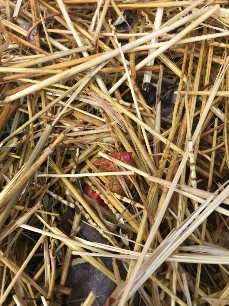Rhubarb crown beginning to poke up through the straw garden bedding.