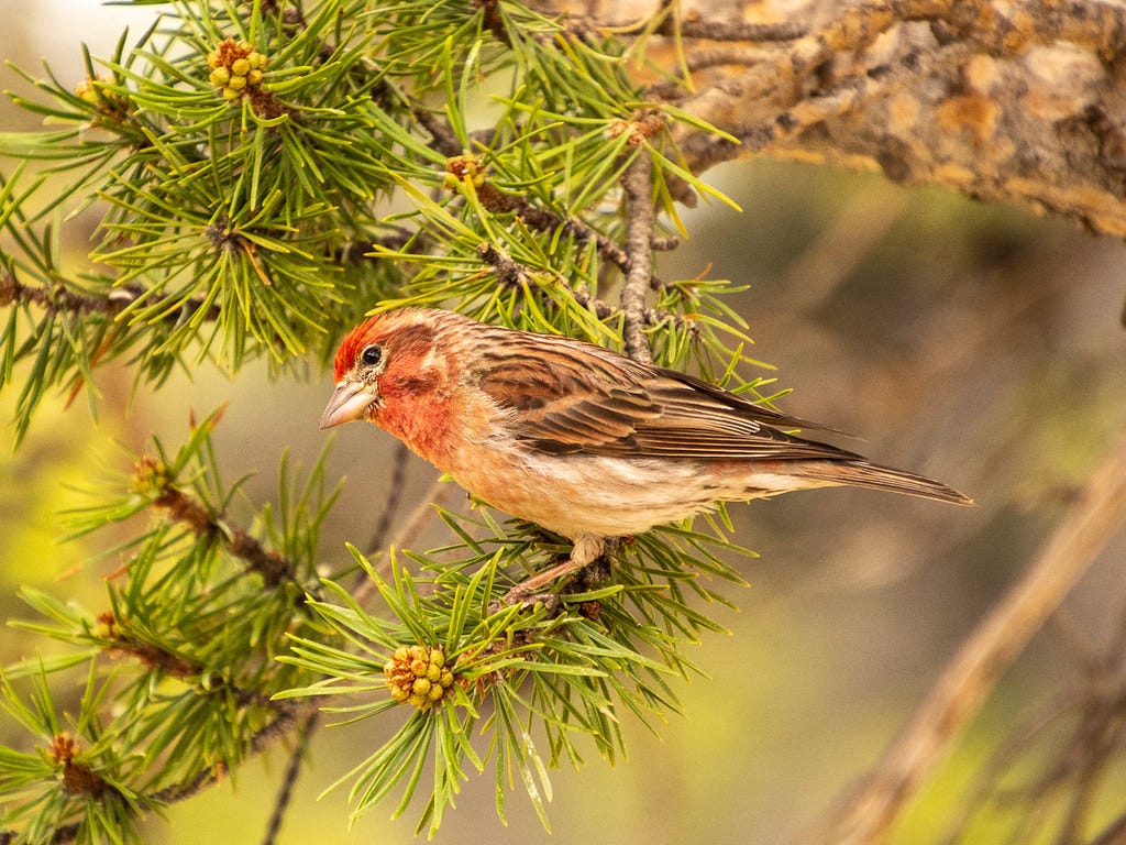 House Finch