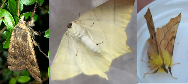 Large Yellow Underwing, Swallow-tailed Moth & Canery-shouldered Thorn