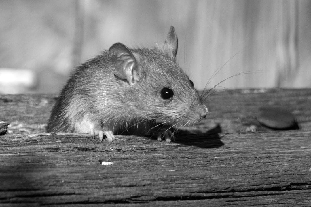 a rat sitting on a piece of wood a rat sitting on a piece of wood