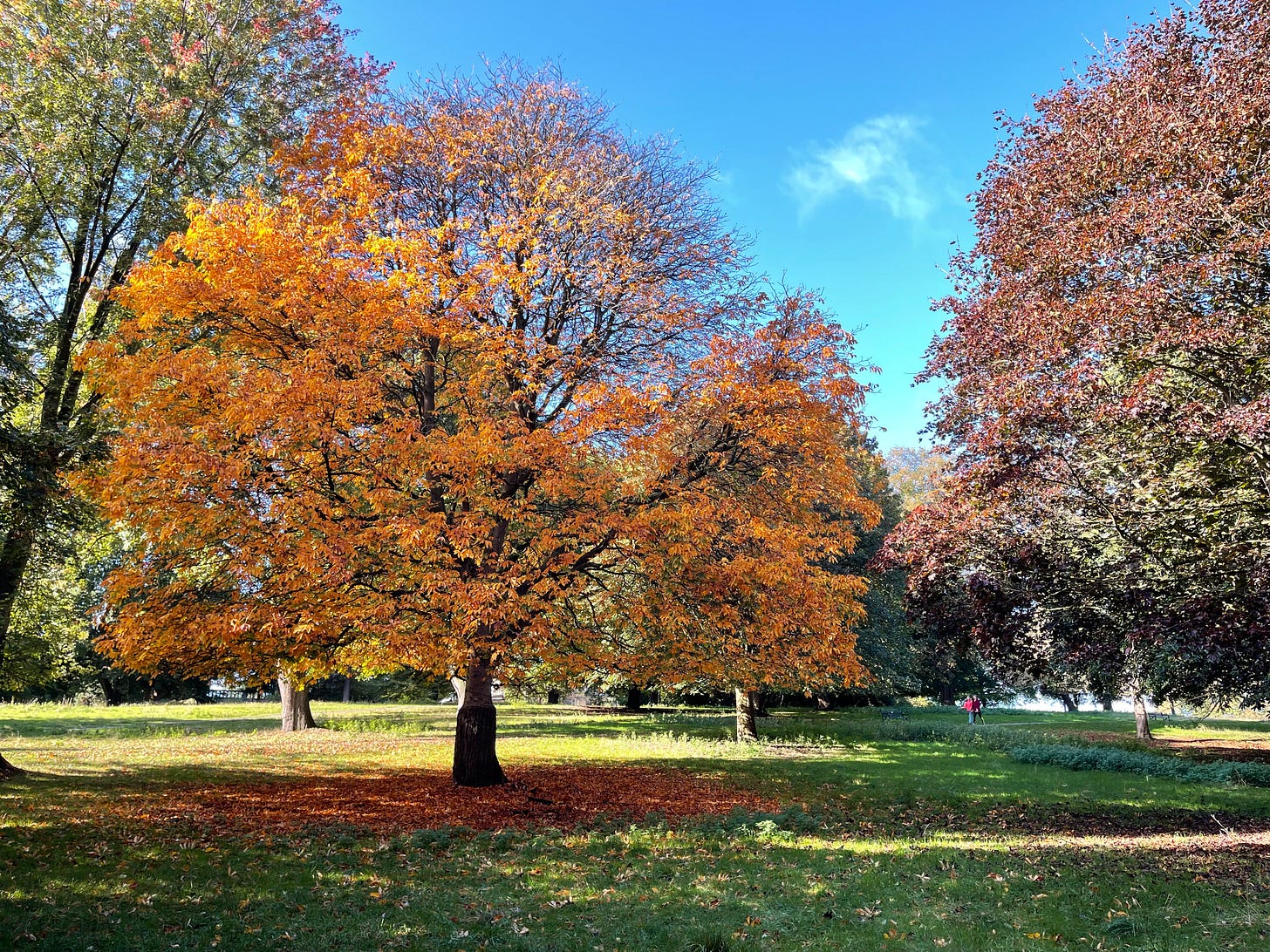 The picture shows an autumnal day with blue skies, green grass and a number of trees in various shades of green, orange, yellow and brown, with leaves on the ground beneath the trees.