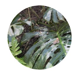 La belleza de este mundo extraño