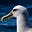 Albatrossity's avatar
