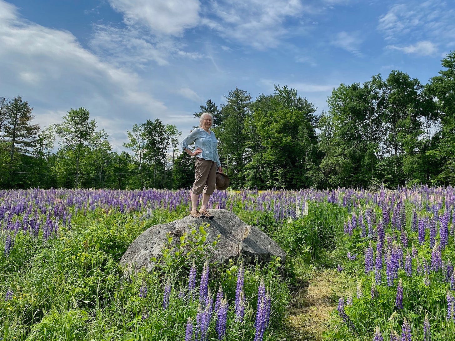 Woman standing on a rock in field of wild lupines Woman standing on a rock in field of wild lupines