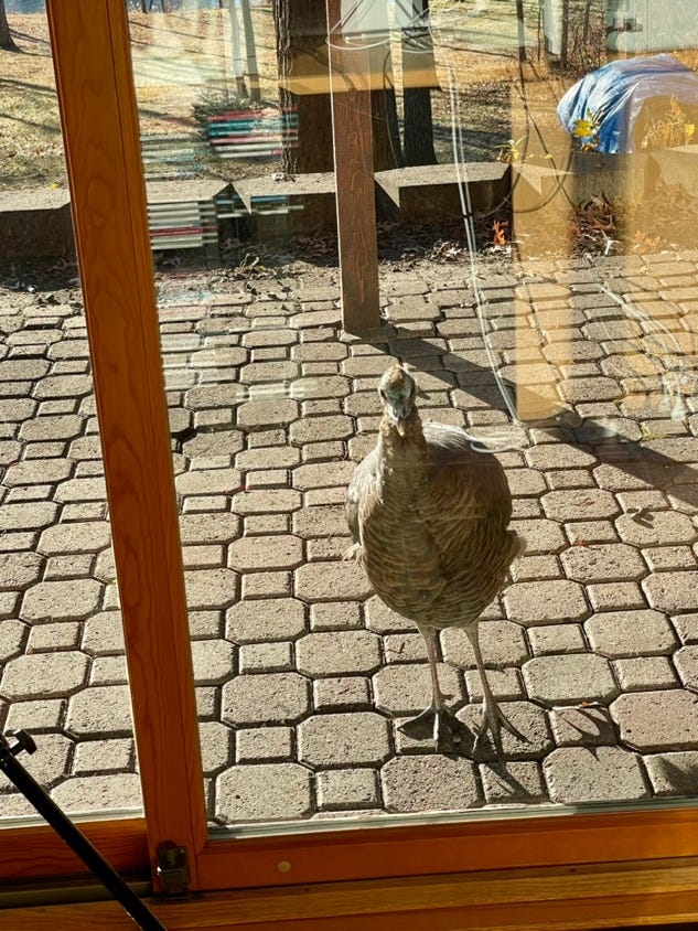 A bird standing on a brick patio

Description automatically generated