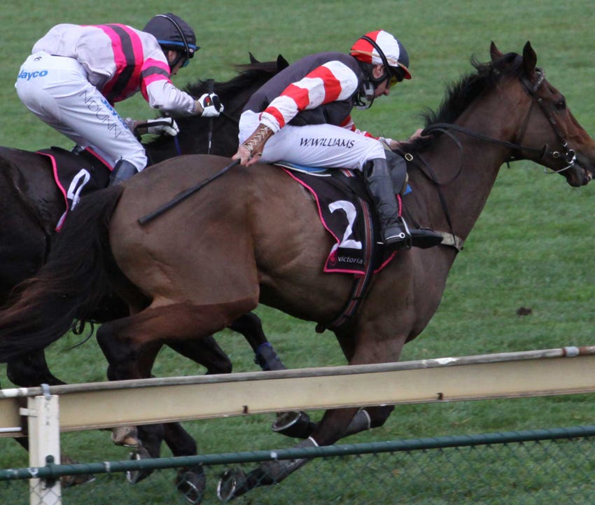 Do padded whips cause pain to horses? – RSPCA Knowledgebase Do padded whips cause pain to horses? – RSPCA Knowledgebase