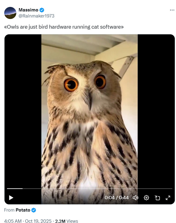 Owls are fascinating and gorgeous creatures. 