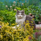 A Simple Way to Support Your Animals Right Now, Part 2