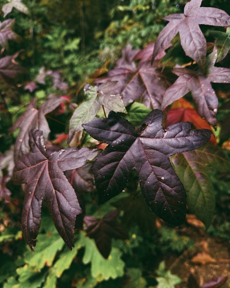 Photographs of leaves from various trees, all with the same dark red color