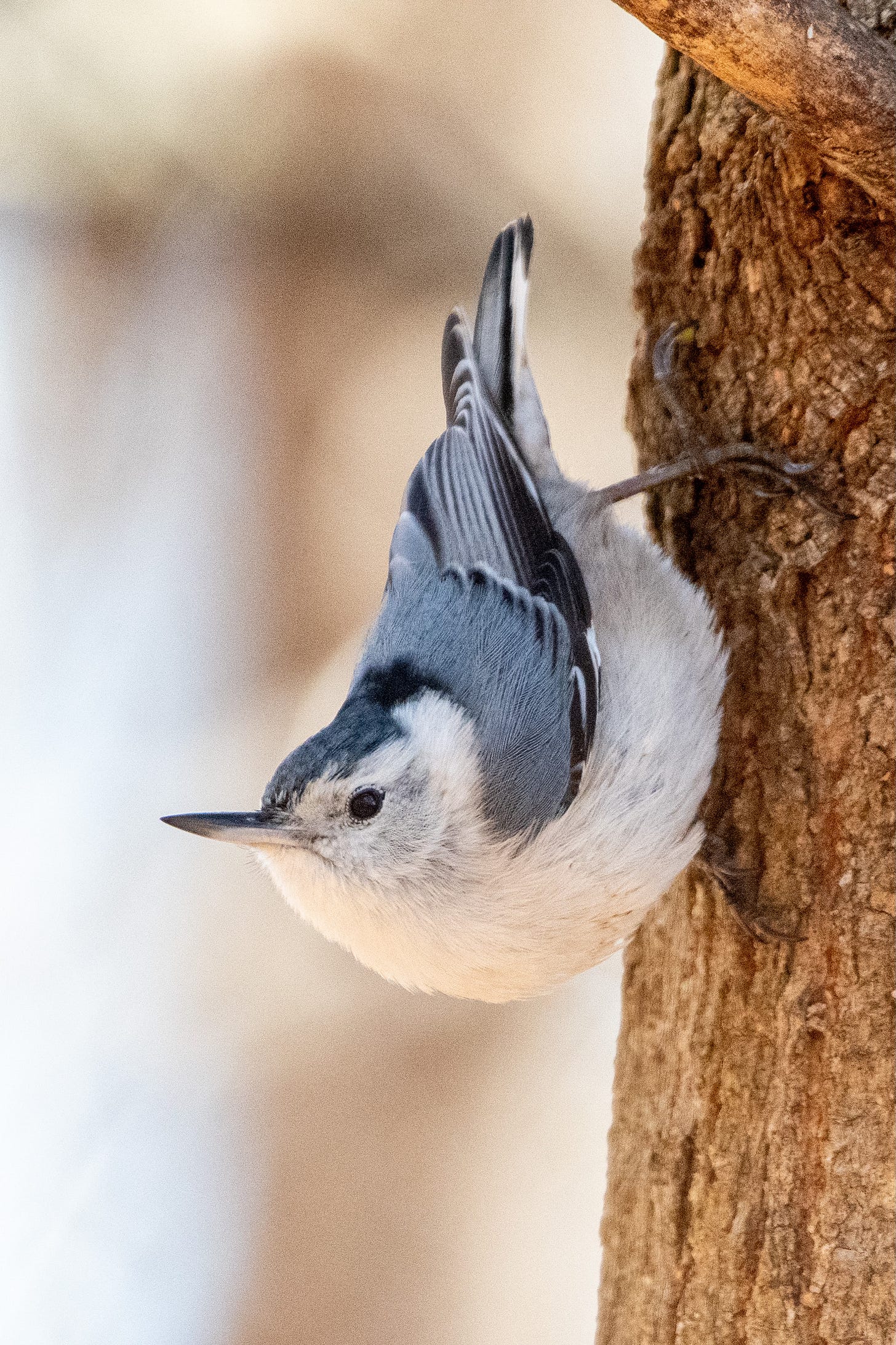 A small bird with a white belly and a slate gray crown and back is perched vertically but upside-down, its bill swiveled to 270 degrees