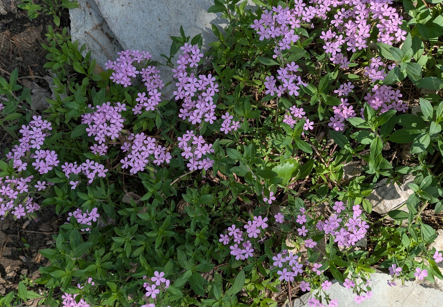 Soapwort, with bright green leaves and pink flowers, fills the space between two stepping stones.
