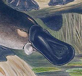 The Platypus