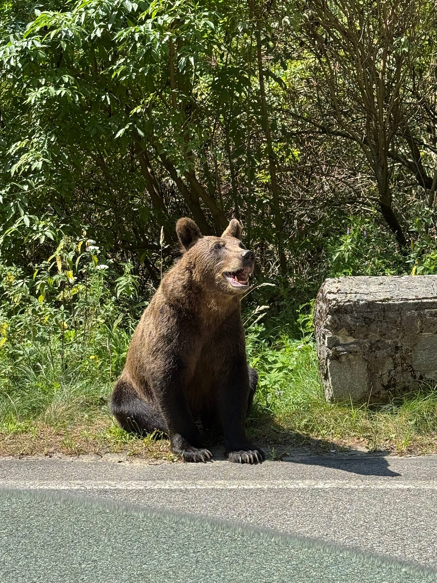 A Romanian brown bear having a great day